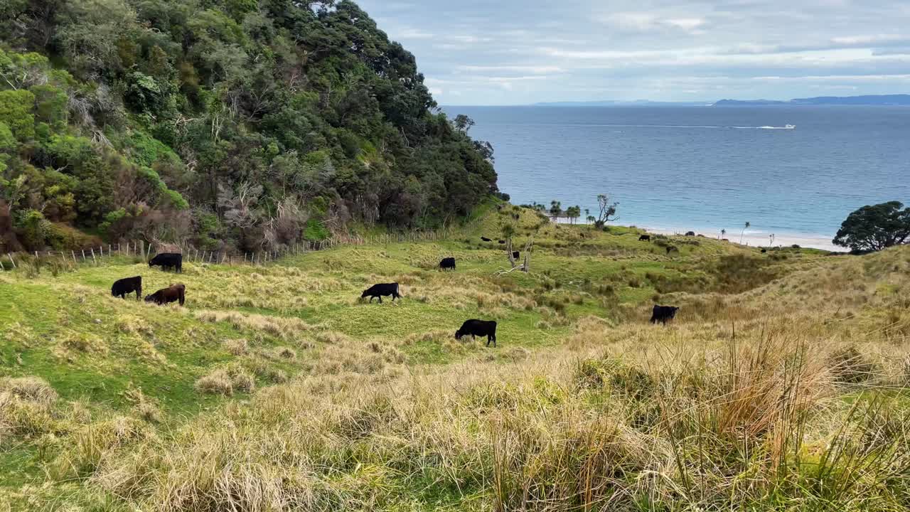 Bestiame al pascolo su un prato erboso in riva all'oceano in Nuova Zelanda.
