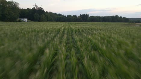 low and fast drone flight over huge corn fields in germany