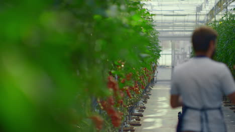 agriculture farmers inspecting food growth in tomato vegetable plantation house.