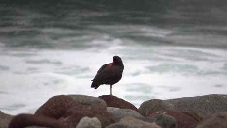 american oystercatcher bird standing on the rocks with ocean background on cloudy day in slow motion