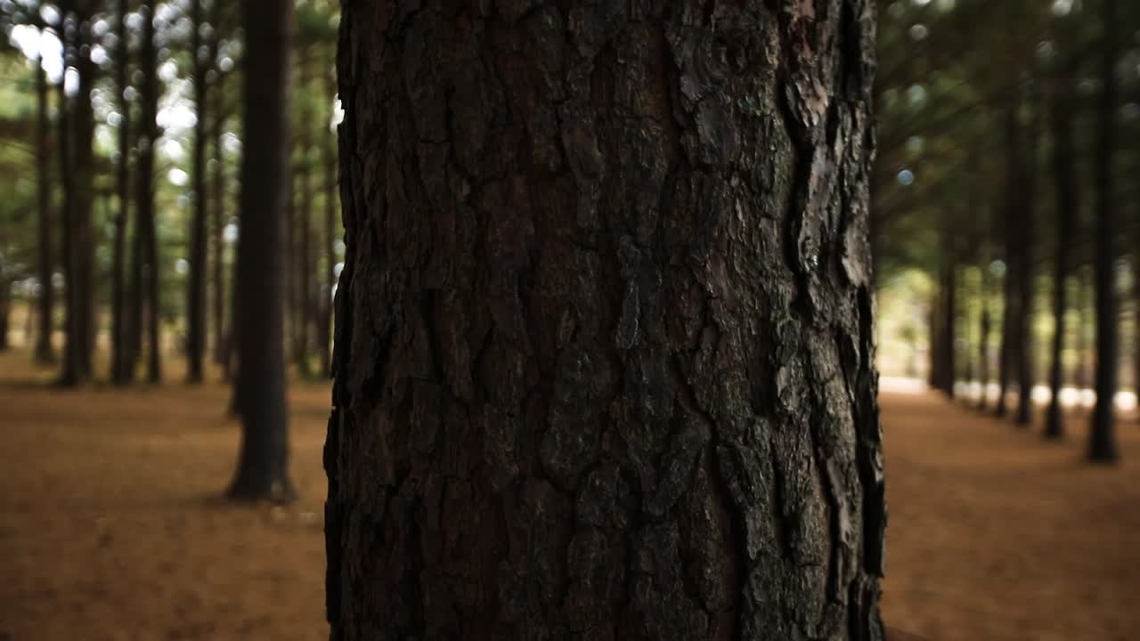 jacobson park의 lexington kentucky에서 1080p의 하늘을 볼 때까지 큰 소나무 하늘 위로 천천히 꾸준히 기울입니다.