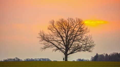 Ein-Weiter-Panorama-Sonnenuntergang-Mit-Einer-Einsamen,-Kontrastreichen-Skyline-Aus-Trockenen-Bäumen-Wird-Zu-Einer-Zeitrafferaufnahme-Der-Goldenen-Stunde