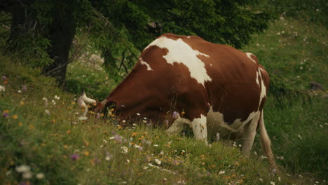 vaca pastando en un prado de montaña