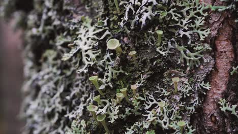 liquen gris en un tronco de abedul