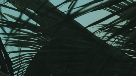 close up, dof: nice palm plant leaves swaying in soft summer wind on evening sunny day