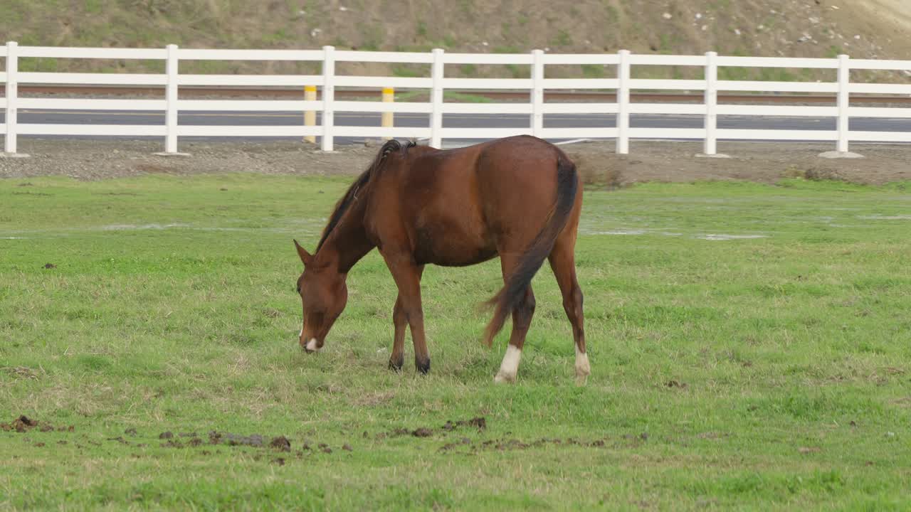A horse grazes alone in a fenced Modesto pasture, the soft colors of the landscape and gentle movement of the animal forming a quiet countryside scene