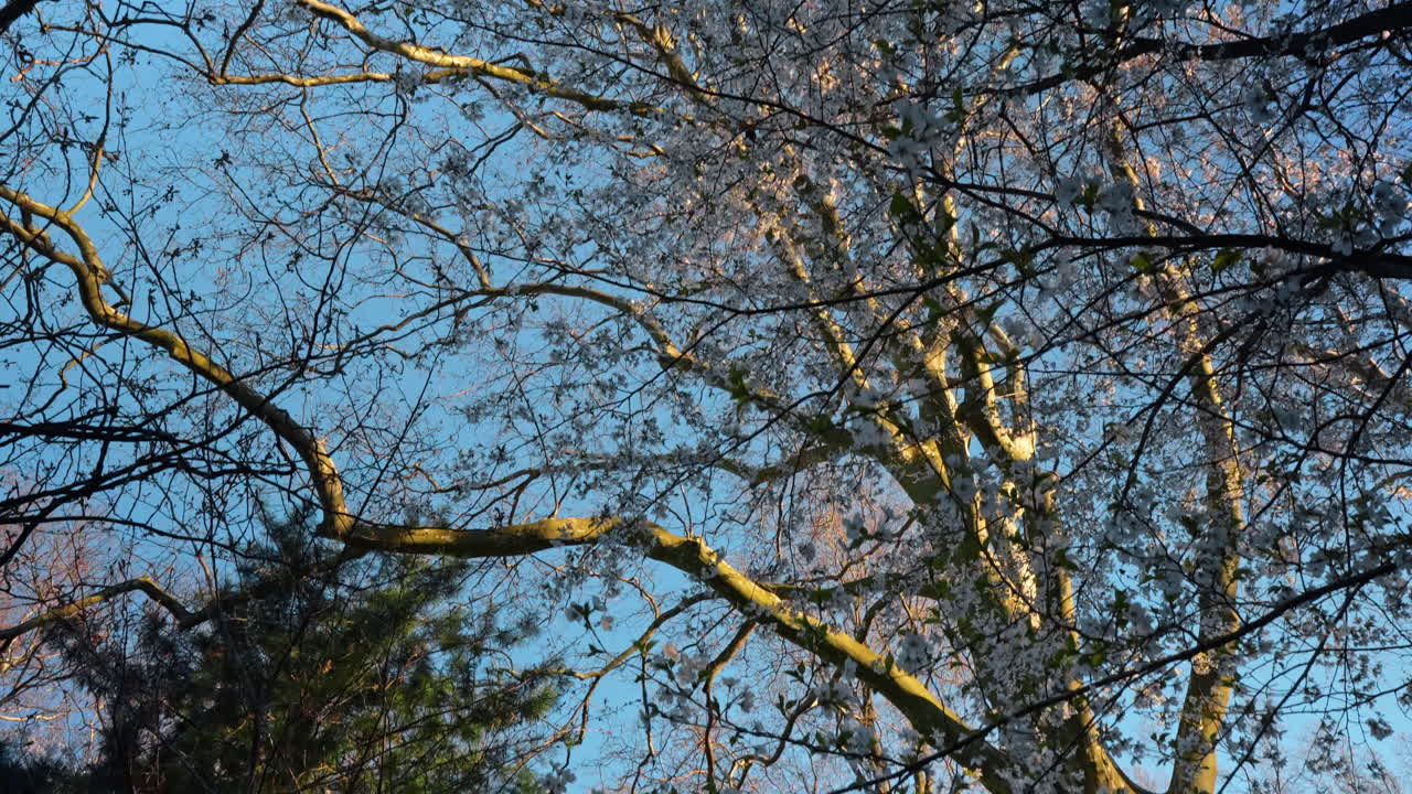 Vue en contre-plongée de branches de cerisier blanches en fleurs sur fond de ciel. Regardant à travers les branches fleuries d'un cerisier aux fleurs blanches sous un ciel bleu clair au printemps.