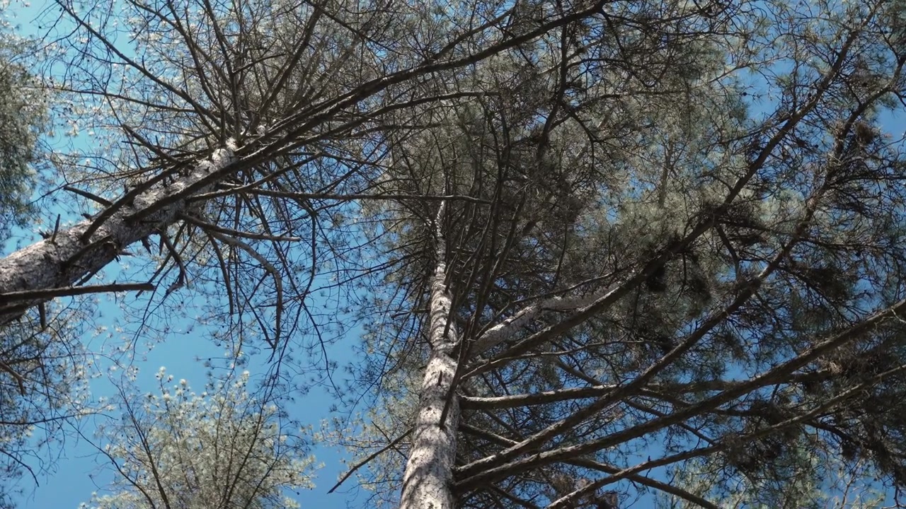 Veduta rotante dal basso della volta della foresta alpina con un cielo azzurro limpido