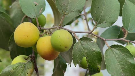 closeup of ripe ber fruit on the branch also know as ziziphus mauritiana indian jujube, indian plum