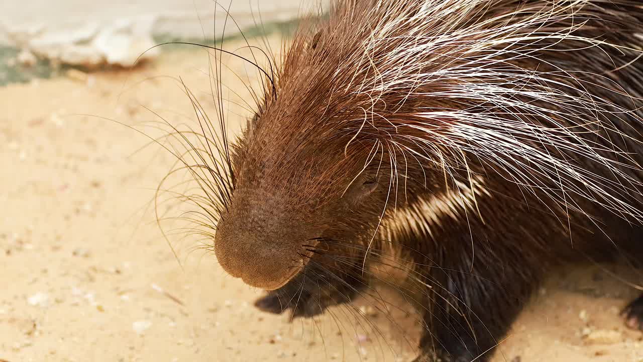 porcupino explorando el terreno en el zoológico de khao yai