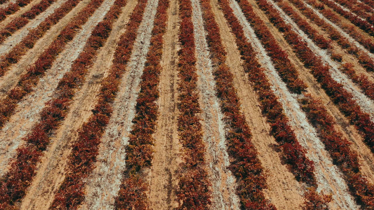 la agricultura, la fuerza que sostiene la vida