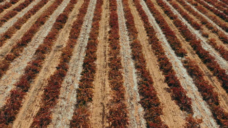 la agricultura, la fuerza que sostiene la vida
