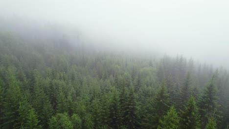 Dichter-Nebel-über-Den-üppigen,-Wilden-Norwegischen-Wäldern