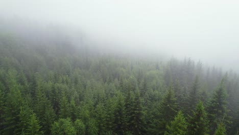 thick fog above the lush wild norwegian woodlands