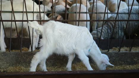 A-sacrificial-goat-is-being-fed-at-a-makeshift-livestock-market-ahead-of-the-Muslim-festival-of-Eid-al-Adha,-in-Turkey