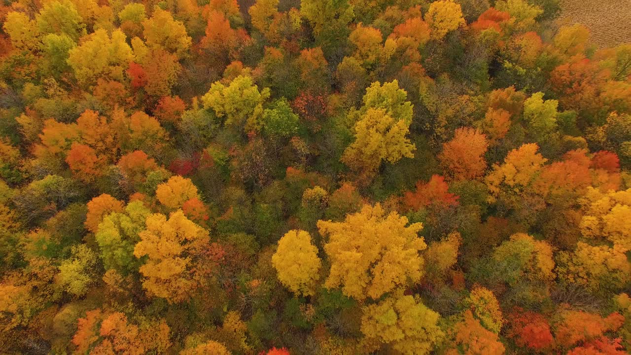 Beautiful autumn landscape with colorful trees at sunset in Canada