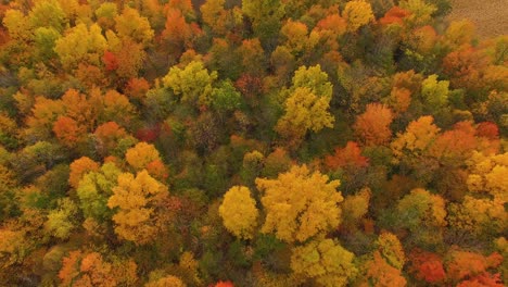 Hermoso-Paisaje-Otoñal-Con-árboles-Coloridos-Al-Atardecer-En-Canadá