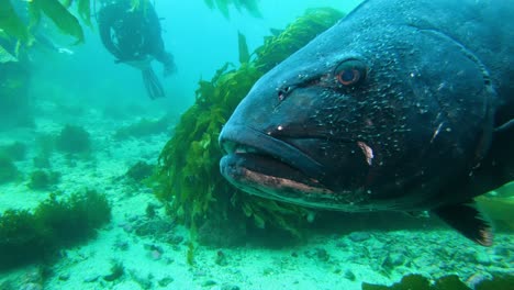 гигантский черный морской окунь проплывает мимо камеры среди гигантских ламинарий в чистом океане