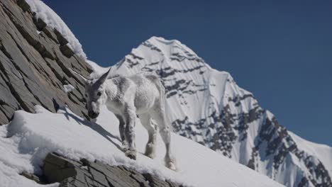 baby mountain goat on a snowy mountain