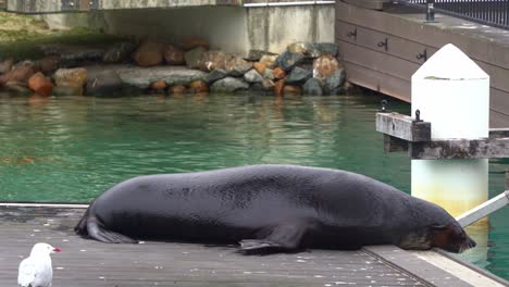 a playful and social species sea lion or fur seal catch a fish with its mouth on a platform and wiggling its body to dry the fur coat, close up shot