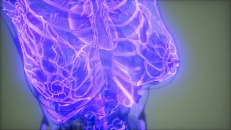 vasos sanguíneos del cuerpo humano
