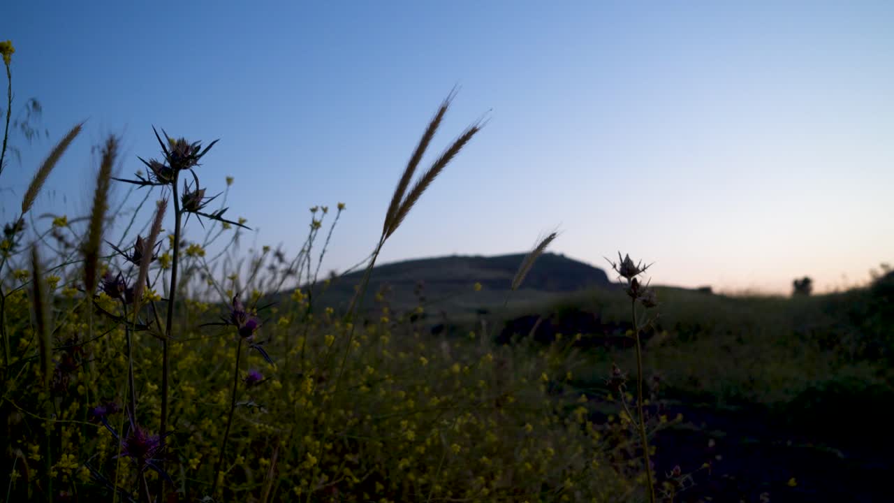 일몰 동안 작은 꽃을 통해 언덕을 바라보다