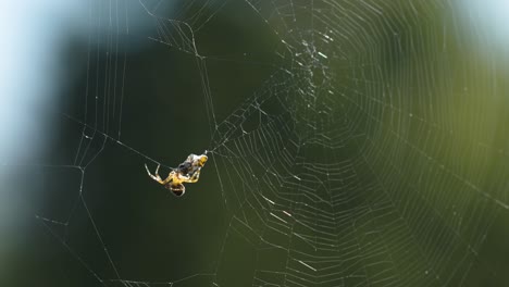 a spider wrapped its prey in the silk cocoon on the delicate spiderweb