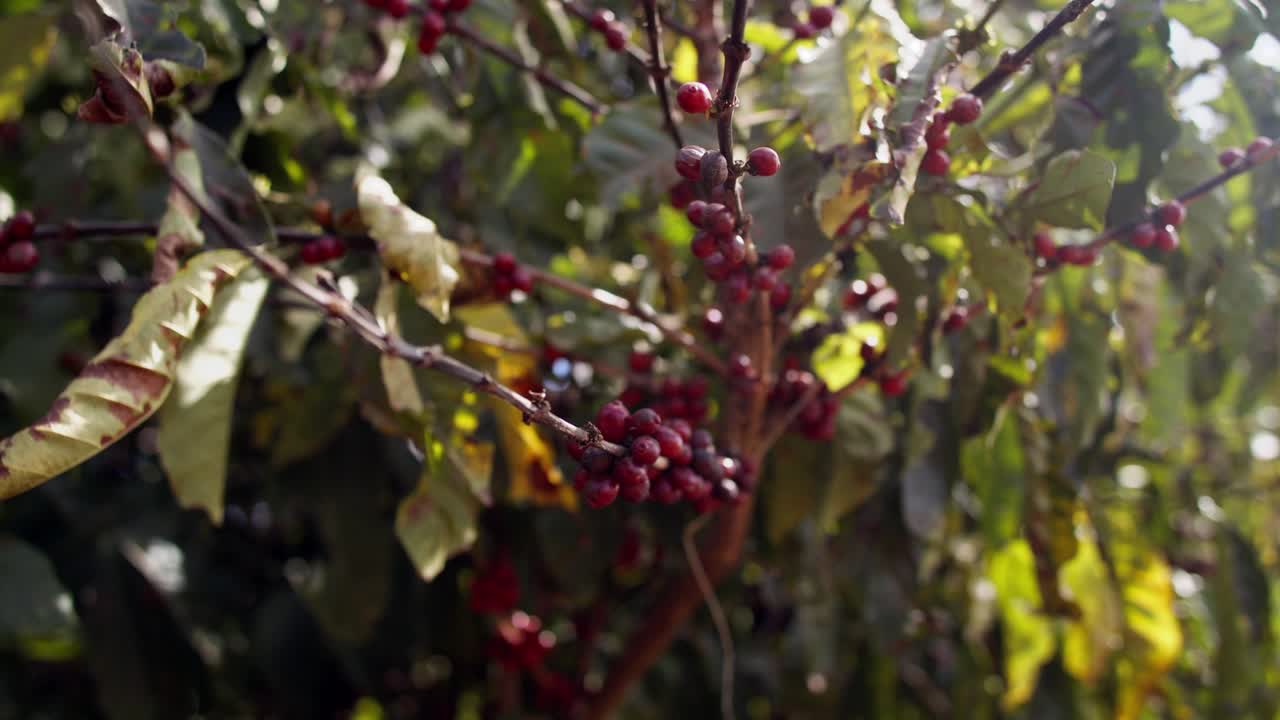 primer plano, cerezas de café rojas maduras colgando del tallo del árbol