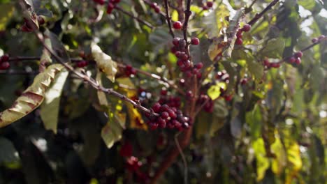 De-Cerca,-Cerezas-De-Café-Rojas-Maduras-Colgando-Del-Tallo-Del-árbol