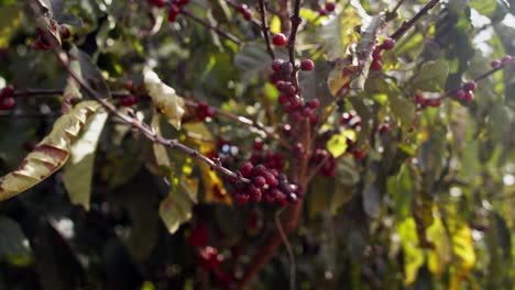 primer plano, cerezas de café rojas maduras colgando del tallo del árbol