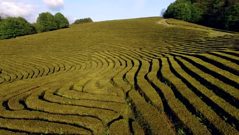 beautiful field maze in mountains.