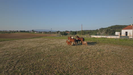 Caballos-En-Una-Pradera-En-El-Centro-De-Portugal.-Disparo-De-Drones