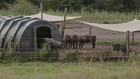 beautiful wide view of a single pig leaving a plastic barn providing shadow for the animal