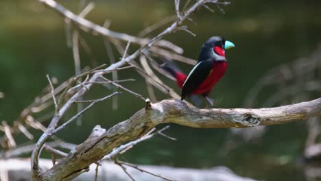 facing the camera yet looking to the right and then jumps around to show its backside, black-and-red broadbill, cymbirhynchus macrorhynchos, kaeng krachan national park, thailand