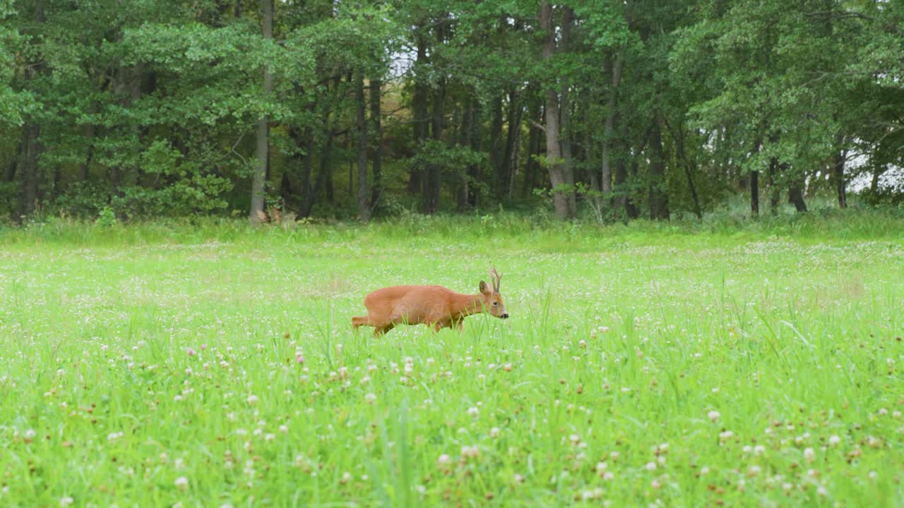 un ciervo caminando en un campo cubierto de hierba en una noche nublada de verano