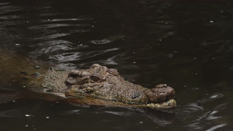un cocodrilo se desliza a través de aguas oscuras
