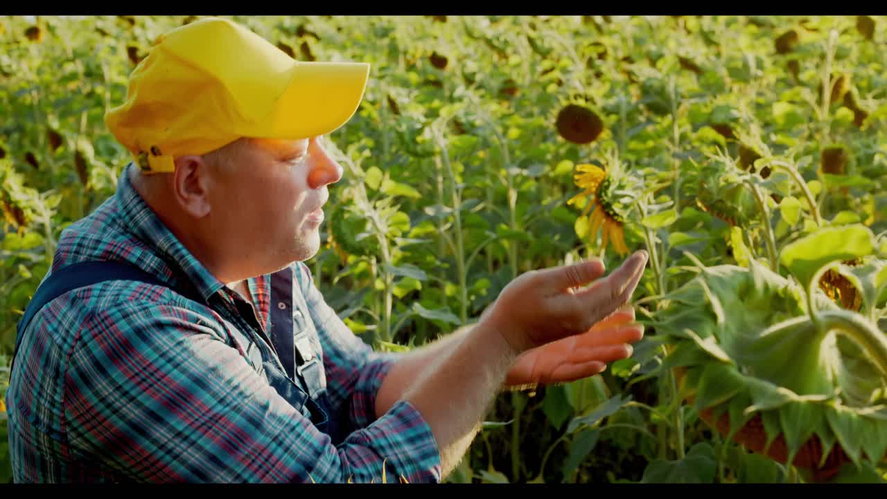 Farmer inspecting sunflower seeds in a field