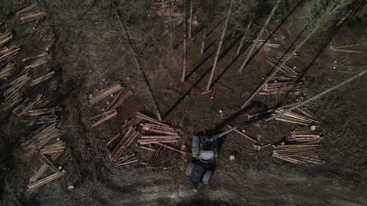 vista de arriba hacia abajo del equipo de tala en acción en el bosque - bosque de abetos de procesamiento