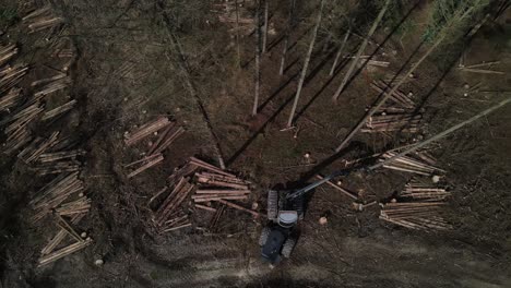 vista de arriba hacia abajo del equipo de tala en acción en el bosque - bosque de abetos de procesamiento