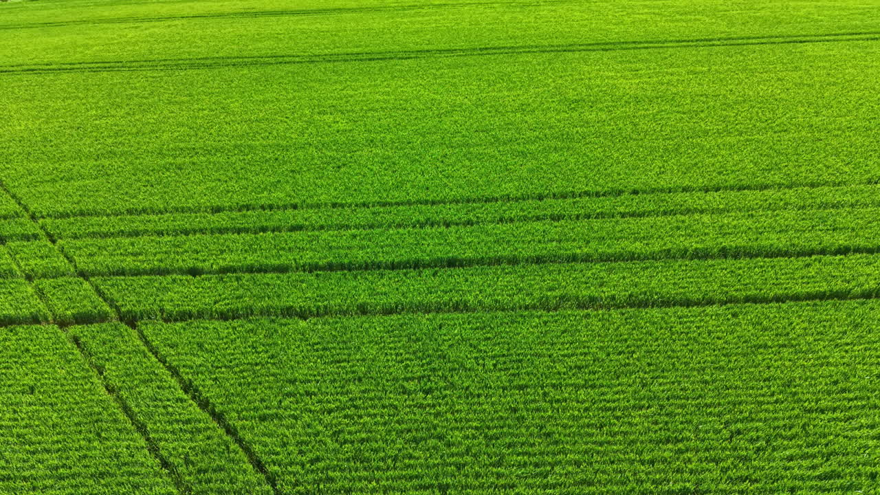 Wheat field stretches across flat land with clear lines formed by farming tools and sunlight shining down