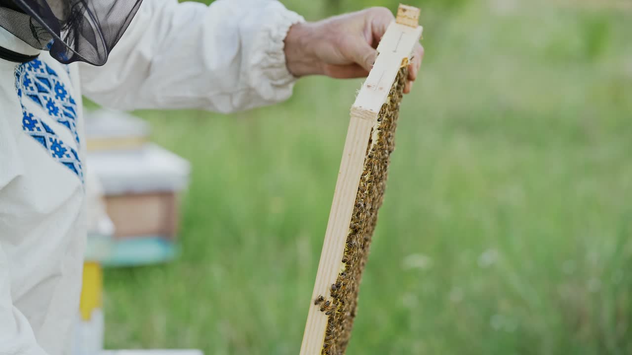 Beekeeper taking a honeycomb with bees off the beehive over the natural summer background. Apiarist inspecting honeycomb frame at apiary. Beekeeping concept.