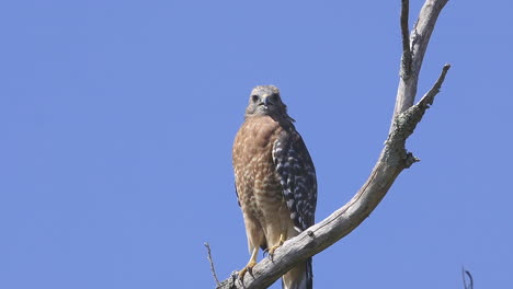 red-shouldered hawk perched on a branch