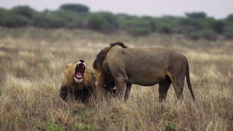 Ein-Männlicher-Löwe-Leckt-Einen-Anderen-Löwen-Im-Zentralen-Kalahari-Wildreservat,-Botswana-–-Weitwinkelaufnahme,-Zeitlupe