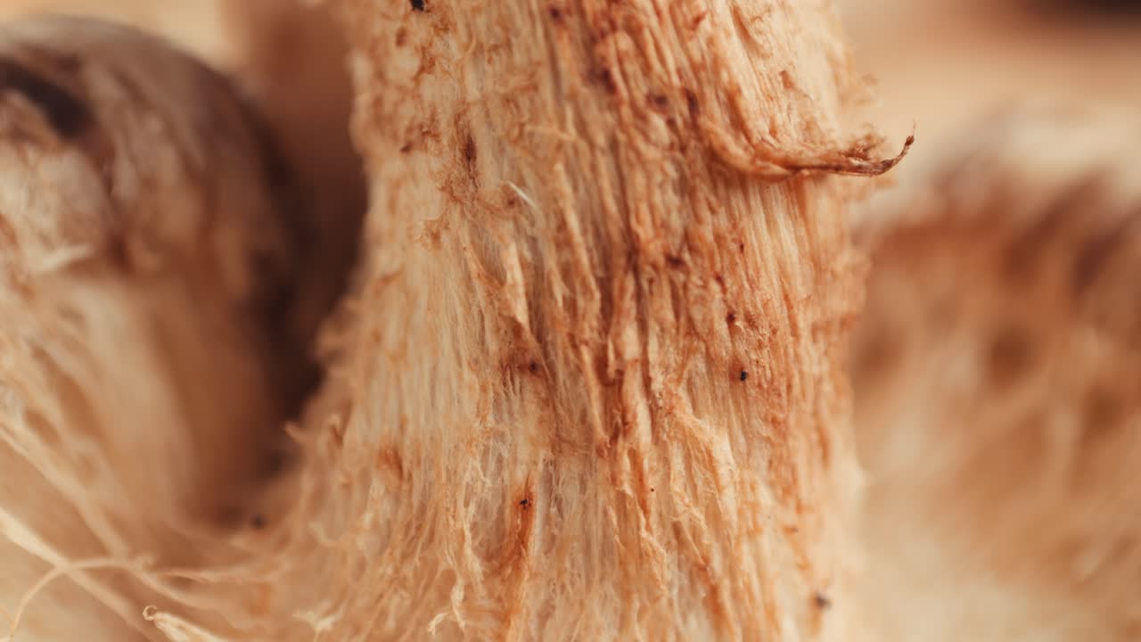 Close-up of Dried Ginger Root