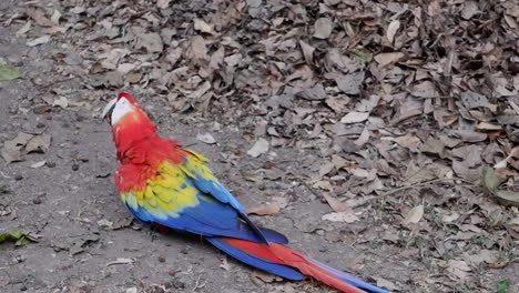 scarlet macaw parrot walks along forest ground piled with dry leaves