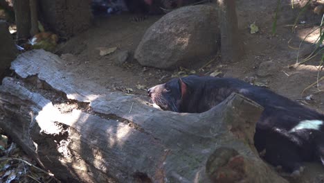 Tasmanian-devil-spotted-slowly-getting-into-position,-lying-flat-on-the-stomach-and-resting-on-the-forest-ground,-close-up-shot-of-Australian-native-wildlife-species