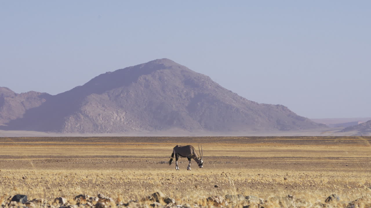 antílope oryx pastando en un hábitat natural en el desierto de safari de sossusvlei en áfrica