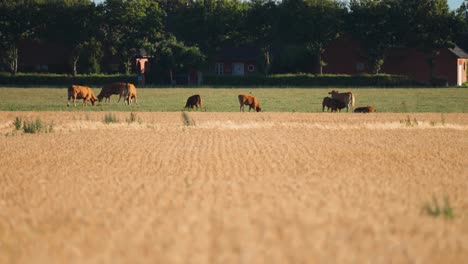 A-herd-of-cows-grazes-on-the-meadow