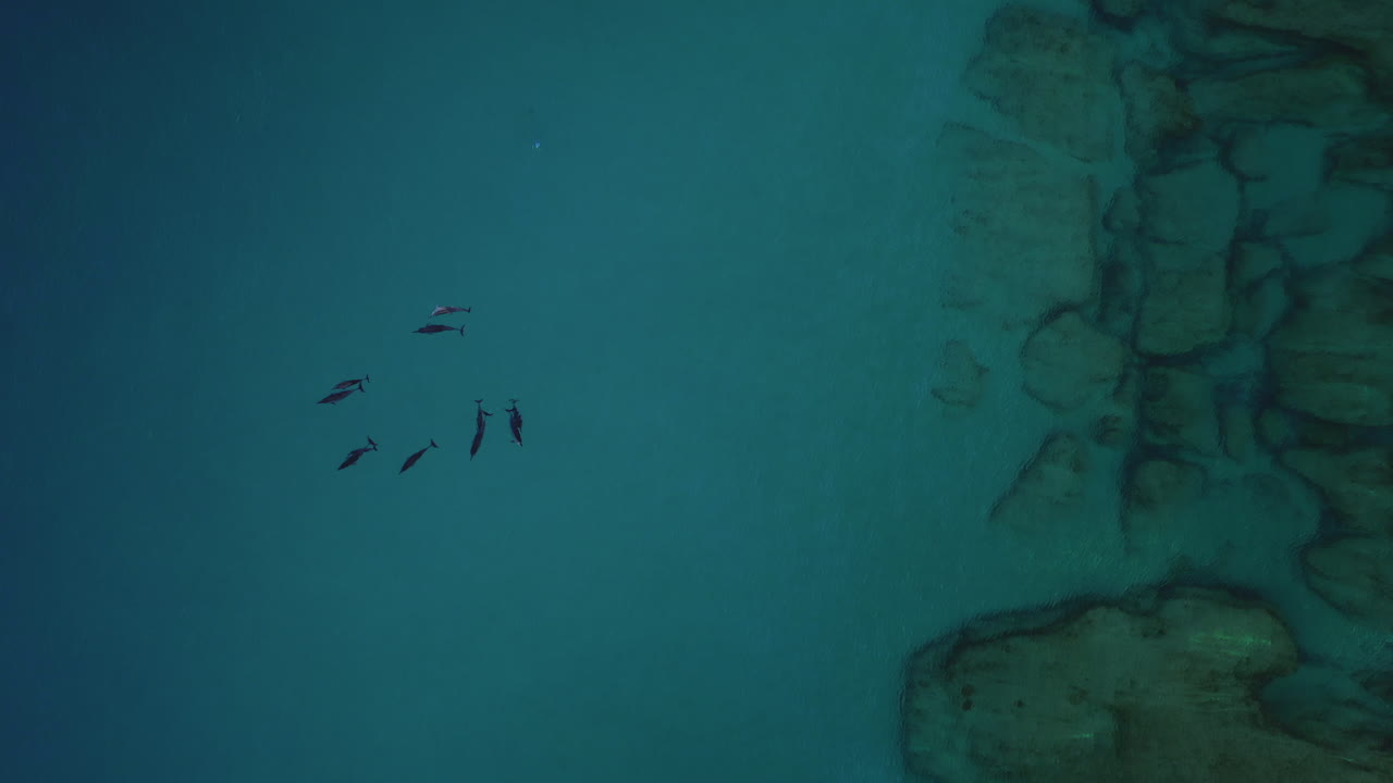 delfines nadando en aguas azules cerca de la costa con copyspace, aéreo, hawaii