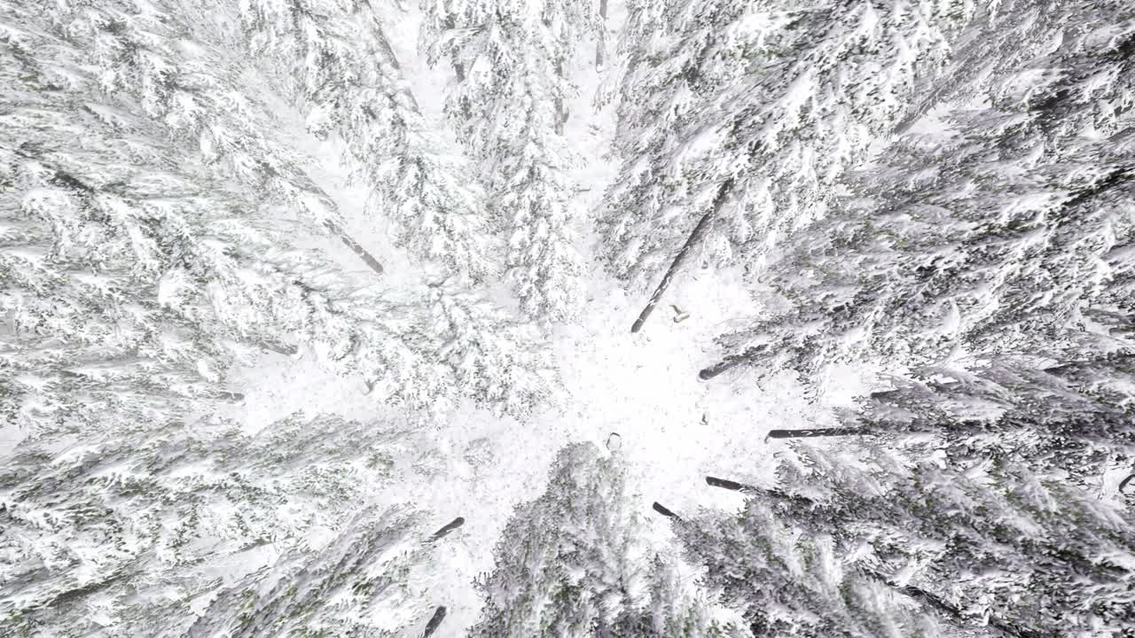 vuelo sobre el bosque de invierno